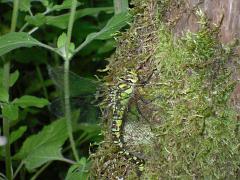 7 Southern Hawker